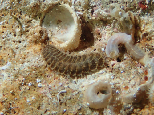 Harmothoe areolata