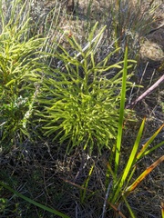 Lycopodium deuterodensum