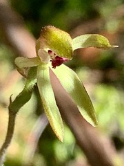 Caladenia transitoria