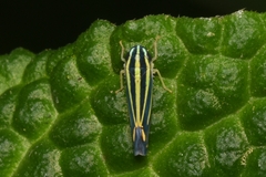 Cicadellinae