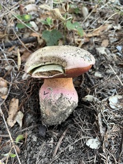 Rubroboletus