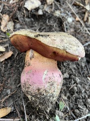 Rubroboletus