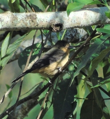 Trichothraupis melanops