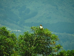 Buteo jamaicensis image