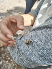 Chauliognathus misellus