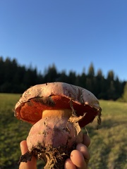 Rubroboletus eastwoodiae