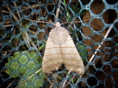 Eupsilia quadrilinea