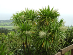 Cordyline obtecta