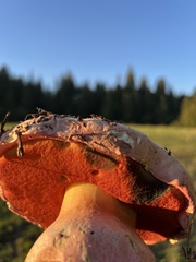 Rubroboletus eastwoodiae