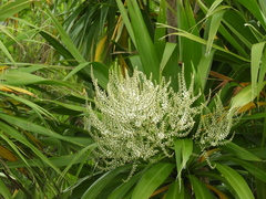 Cordyline obtecta