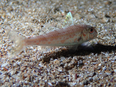 Mullus barbatus