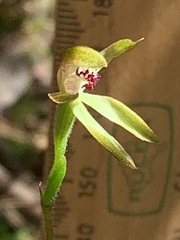 Caladenia transitoria