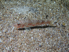 Mullus barbatus