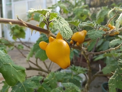 Solanum mammosum