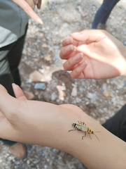 Chauliognathus misellus