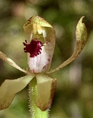 Caladenia transitoria