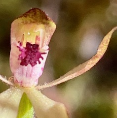 Caladenia transitoria