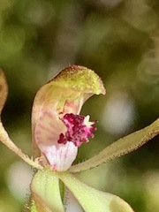 Caladenia transitoria