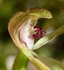 Caladenia transitoria