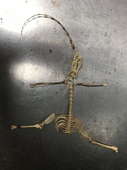 Rodentia