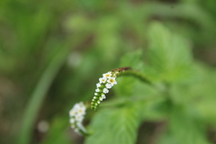Heliotropium angiospermum