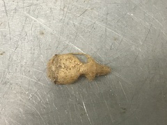Rodentia