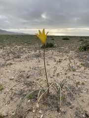 Zephyranthes bagnoldii