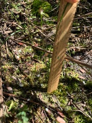 Caladenia transitoria