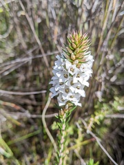 Epacris lanuginosa