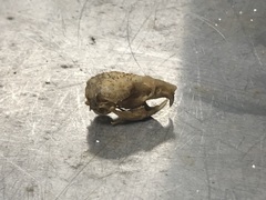 Rodentia