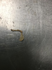 Rodentia