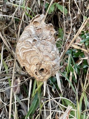 Vespa analis insularis