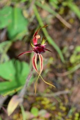 Caladenia
