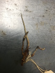 Rodentia