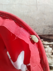 Hologymnetis cinerea