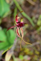 Caladenia