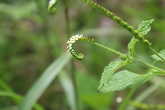 Heliotropium angiospermum