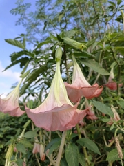 Brugmansia