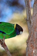 Barnardius zonarius