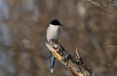 Cyanopica cyanus