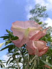 Brugmansia