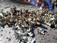 Parmotrema austrosinense