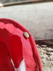 Hologymnetis cinerea