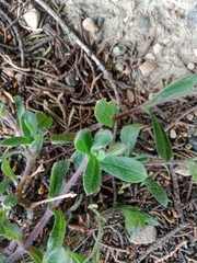Cerastium holosteoides