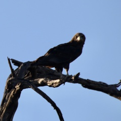 Terathopius ecaudatus