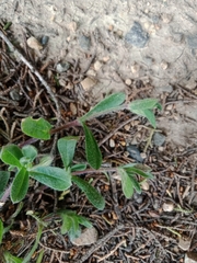Cerastium holosteoides