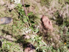 Aloysia