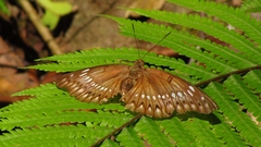 Bassarona teuta