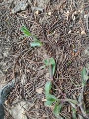 Cerastium holosteoides
