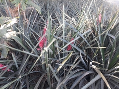 Aechmea distichantha
